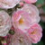 Rose - Buissons - Heavenly Pink®